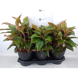Aglaonema  'Jungle Red'