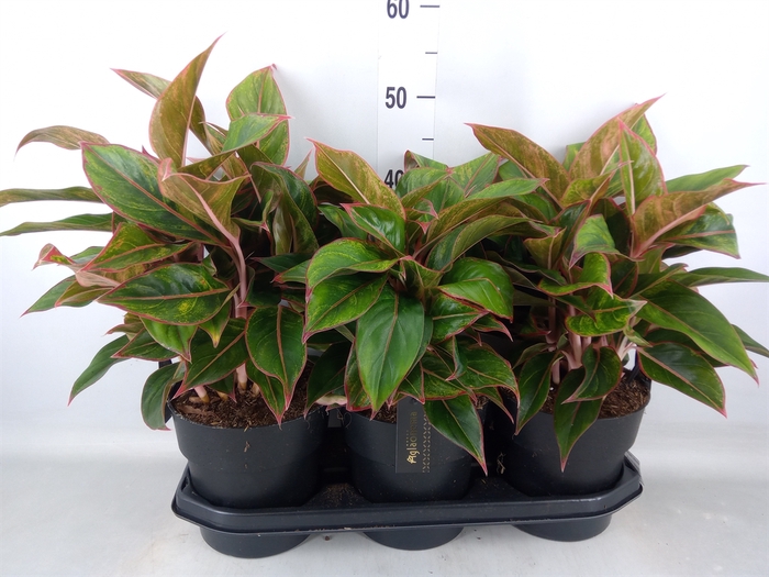 <h4>Aglaonema  'Jungle Red'</h4>