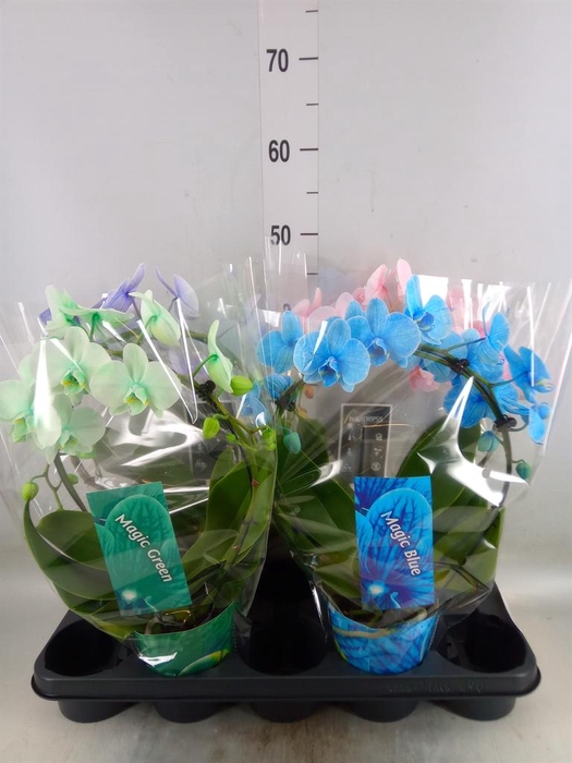 <h4>Phalaenopsis   ...</h4>