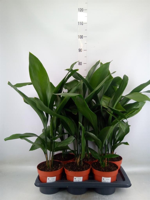 <h4>Aspidistra elat.</h4>