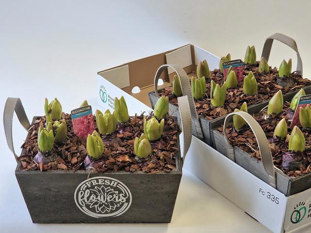 <h4>ARR HYACINTH</h4>