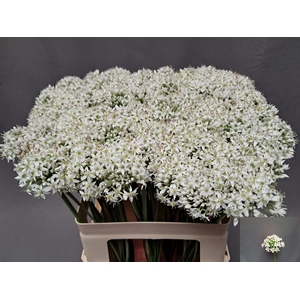 ALLIUM TUBEROSUM