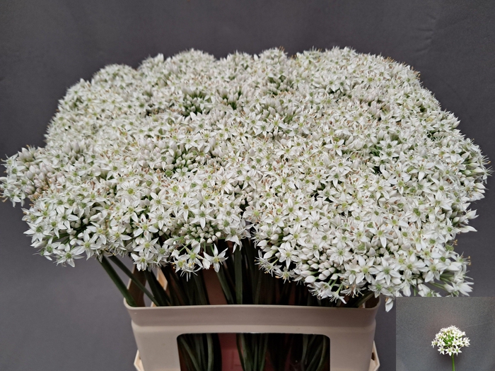 <h4>ALLIUM TUBEROSUM</h4>