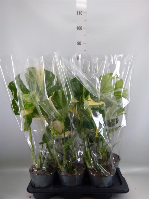 <h4>Monstera delic. 'Thai Constellatio'</h4>