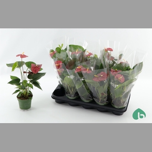 ANTHU AN ROYAL CHAMP