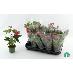 ANTHU AN ROYAL CHAMP