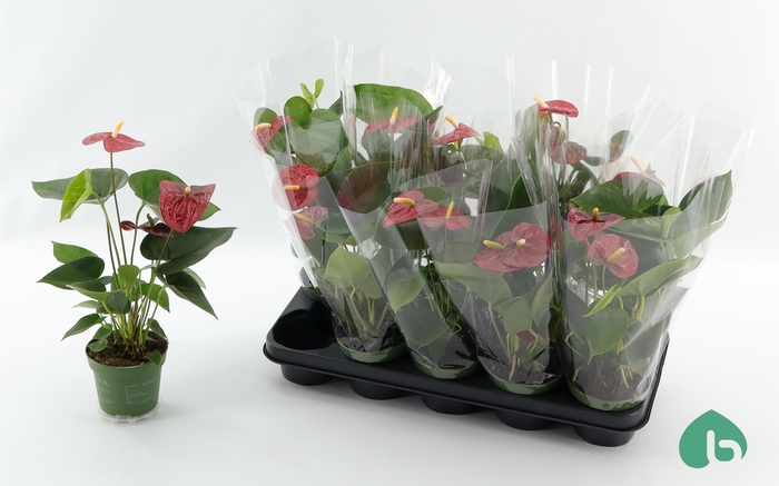 <h4>ANTHU AN ROYAL CHAMP</h4>