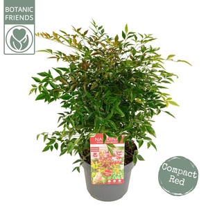 Nandina dom. 'Obsessed'