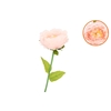 Silk Amazing Peony Beauty Peach Xxl 48x128cm