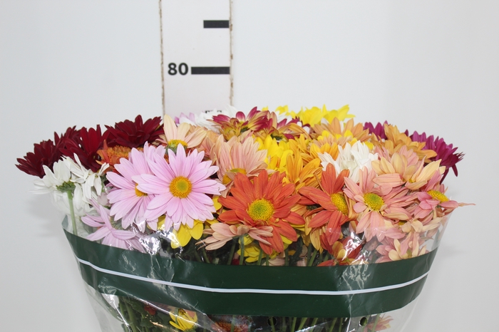 <h4>CRISANTEMO MISTO ESPECIAL 080 CM</h4>