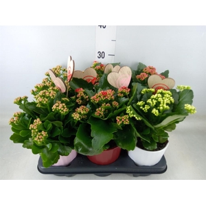 Kalanchoe blos. 'RosDon Collection'