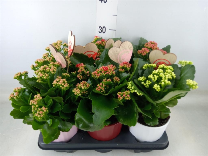 <h4>Kalanchoe blos. 'RosDon Collection'</h4>