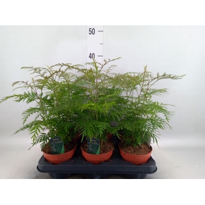 Grevillea robusta