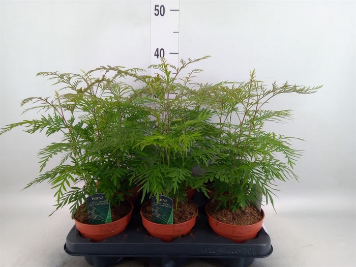 <h4>Grevillea robusta</h4>