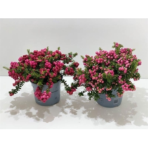 Gaultheria mucronata Mixtray