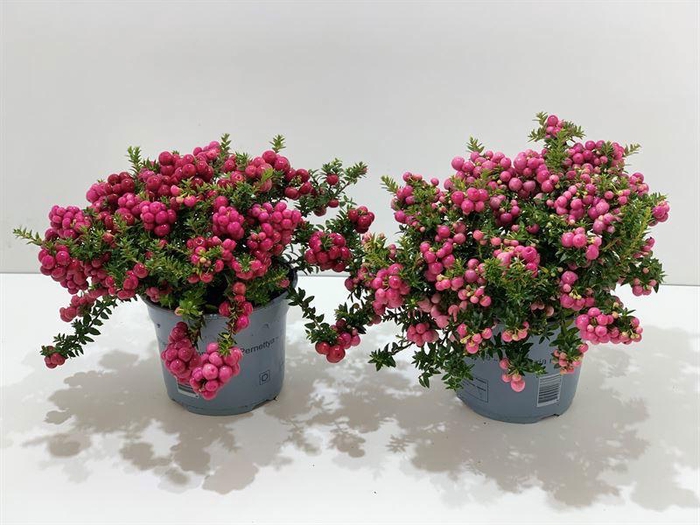 <h4>Gaultheria mucronata Mixtray</h4>