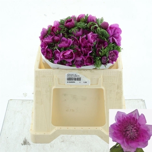 ANEM CO LEVAN FUCSIA