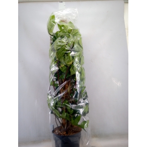 Philodendron pedatum