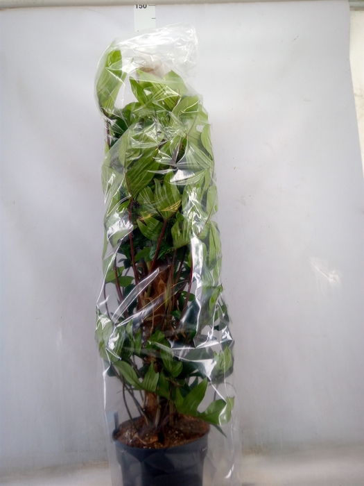 <h4>Philodendron pedatum</h4>