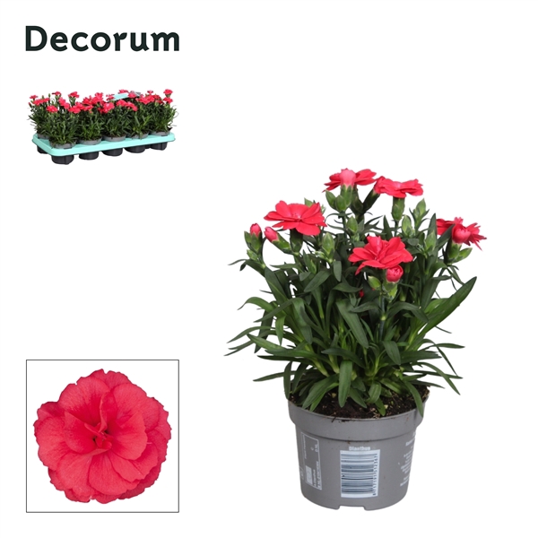 <h4>Dianthus - 10,5 cm - Oscar Red - Decorum</h4>