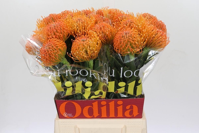 <h4>Nutans Ayoba Peach</h4>