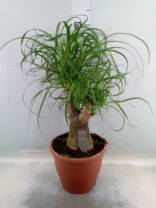 <h4>Beaucarnea recurvata</h4>