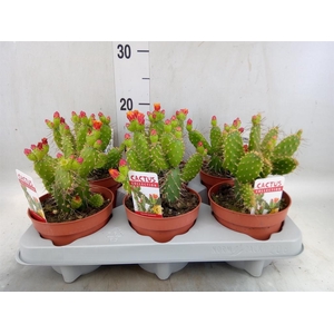Opuntia