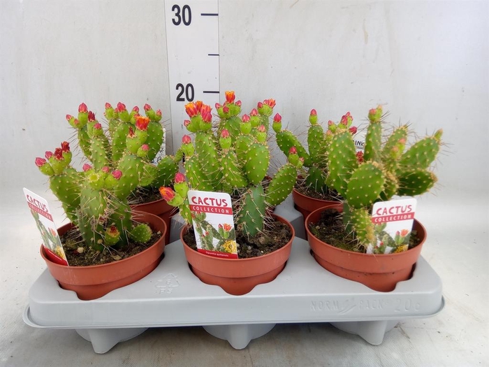 <h4>Opuntia</h4>