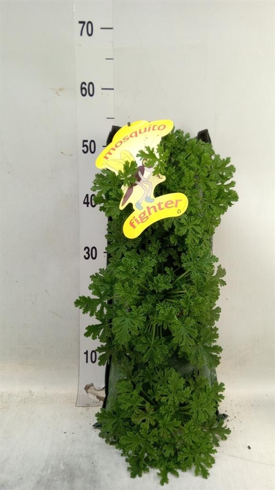 <h4>Pelargonium graveolens</h4>