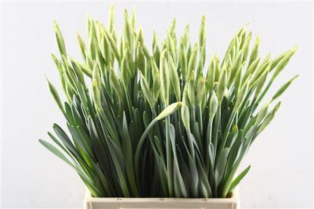 <h4>Narc G Carlton</h4>