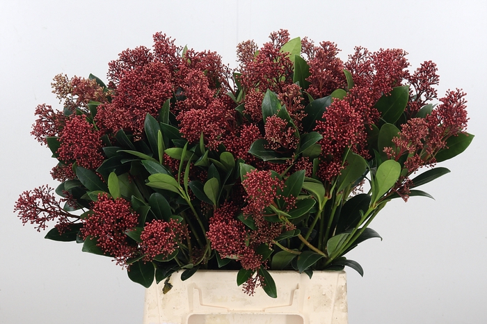 <h4>Skimmia Rubella</h4>