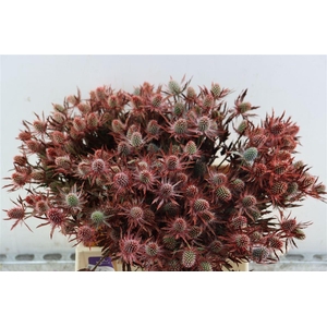 Eryngium Red 40cm Spray Per Tak