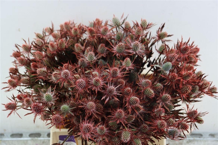 <h4>Eryngium Red 40cm Spray Per Tak</h4>