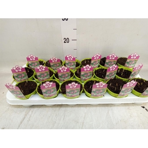 Fritillaria meleagris