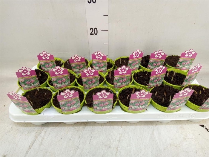 <h4>Fritillaria meleagris</h4>