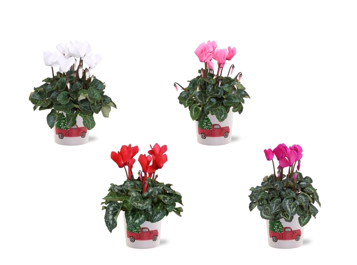 <h4>Collectie "Craft World" Cyclamen in keramiek Noel</h4>