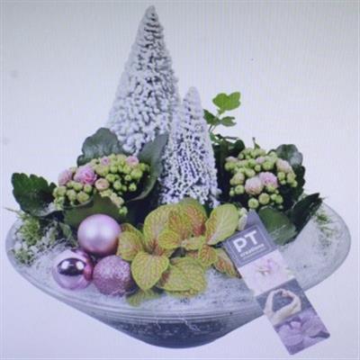<h4>3527 ROZE GLAS 28</h4>