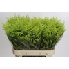 Solidago Tara Gold