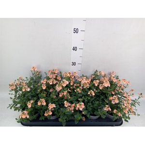 Diascia  'Piccadilly Salmon'