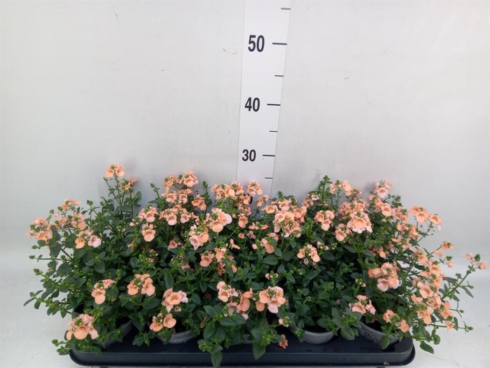 <h4>Diascia  'Piccadilly Salmon'</h4>