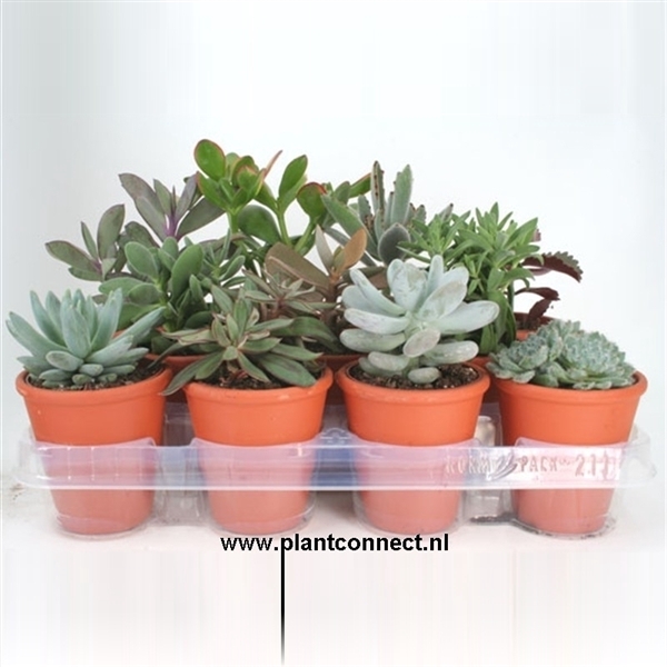 <h4>23 Succulent in rozenpot 8,5 cm</h4>