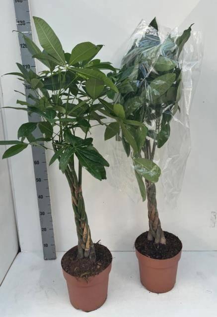 <h4>PACHIRA AQUATICA</h4>