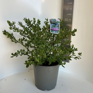 Ceanothus griseus Yankee Point