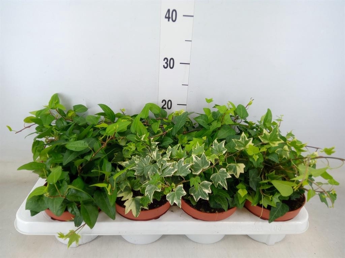 <h4>Hedera   ...mix</h4>