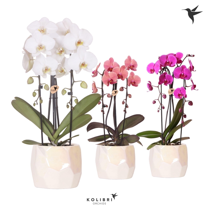 <h4>Kolibri Orchids Phalaenopsis Cascade Niagara Fall mix 2 spike in Pearl pot travertine</h4>