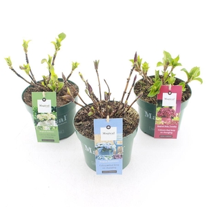 Hydrangea macr. Magical® MIX C2 (17cm.)