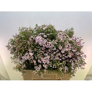 CHAME UN JUPITER SOL