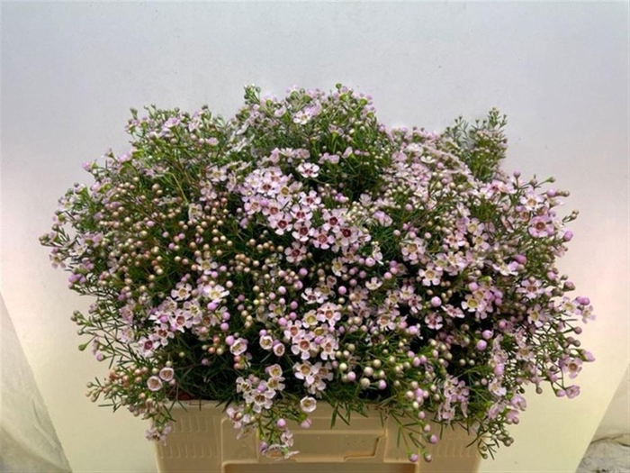 <h4>CHAME UN JUPITER SOL</h4>