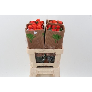 R Gr Orange Crush Box Fu