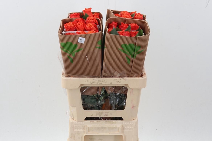 <h4>R Gr Orange Crush Box Fu</h4>